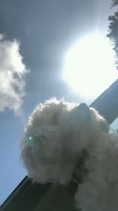 ☁️ All dogs go to heaven ☁️ https://t.co/IhOVIjyu8y