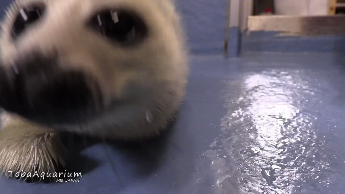 鳥羽水族館 Toba Aquarium ぺんぺん バイカルアザラシの赤ちゃん カメラに興味を示すようになりました レンズはもうびしょびしょです 笑 鳥羽水族館 赤ちゃん バイカルアザラシ やんちゃ坊主
