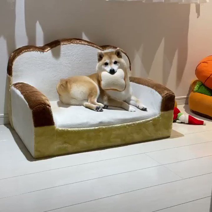 柴犬だいふくさん がハッシュタグ 食パン をつけたツイート一覧 1 Whotwi グラフィカルtwitter分析