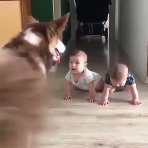 Play Time😎
🐕

#iBella #Twinygoals #Dog https://t.co/1jYgrLeHKW