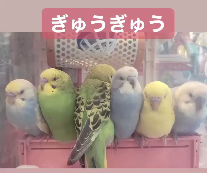 PET-BOX(小鳥と雑貨屋) on X: 