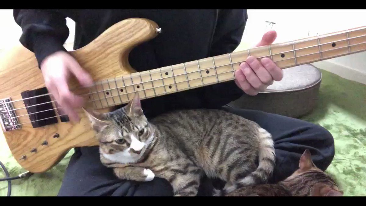猫の上で マキシマムザホルモンのベースの早弾きしてみた 話題の画像プラス 猫の上で マキシマムザホルモンのベースの早弾きしてみた 話題の画像プラス