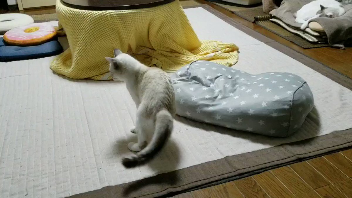 尻尾遊びで盛り上がりまくっていた猫さん 他の猫さんに見られていたと気づき流れるように威嚇なさる 落ち着いたか Togetter