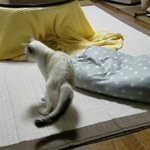 猫が自分の尻尾でエキサイトした結果？めっちゃ見られてた!