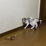 実は珍しい行動だった!猫のセルフ猫じゃらしがアグレッシブ過ぎて話題に