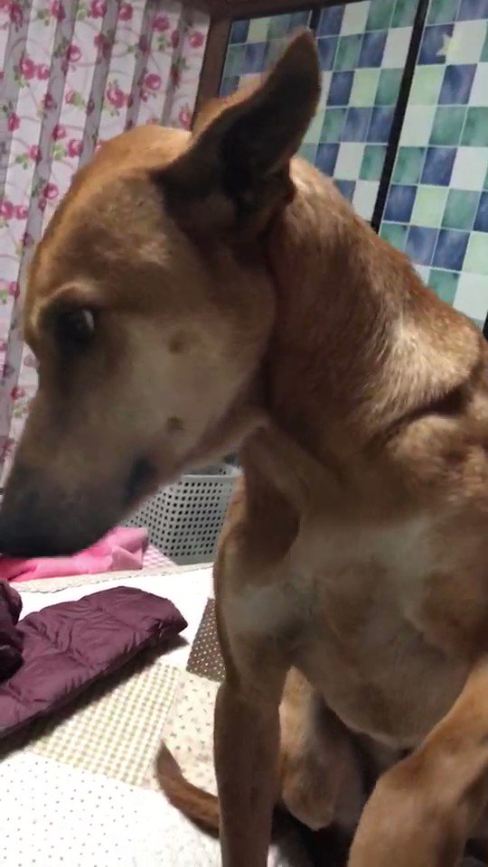 「ファランドミックスの大型犬幸」処分寸前にやってきた幸運・今はとても幸せ！！