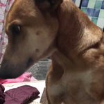 「ファランドミックスの大型犬幸」処分寸前にやってきた幸運・今はとても幸せ!
