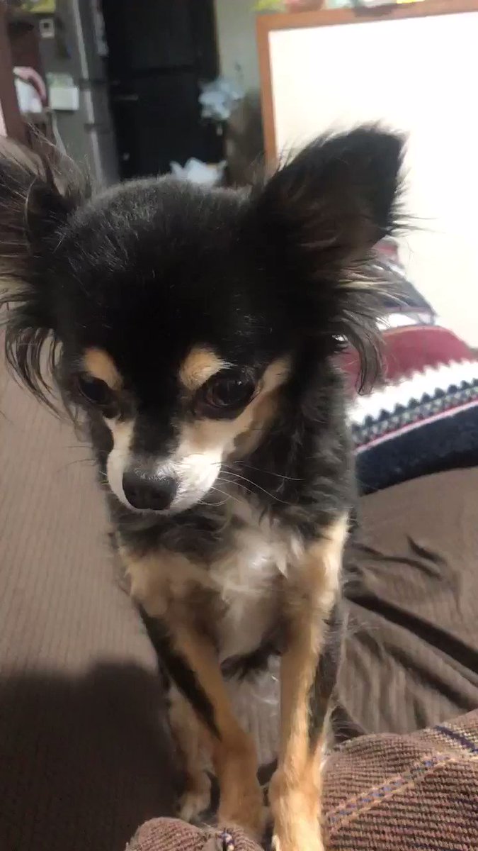 うめちゃん🐾チワワ (@konsai0121) / X