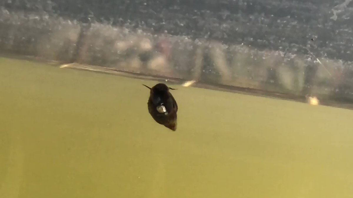 油膜が張っている メダカ水槽の油膜の原因と対策を大公開 めだかやベース
