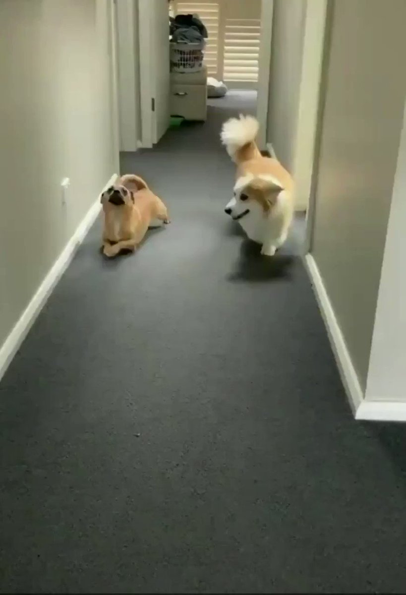 ユルクヤル 外国人から見た世界 コーギー犬の真似するワンちゃん からかうなよ って吠えられて一瞬立ちますが