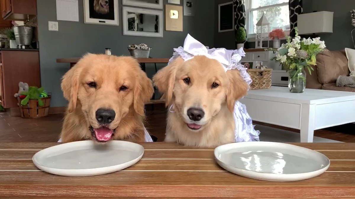 의 미디어: Wifee keeps eatin my foods!
#dogs #dogsoftwitter https://t.co/LftwhF7NOj 의 미디어: Wifee keeps eatin my foods!
#dogs #dogsoftwitter https://t.co/LftwhF7NOj