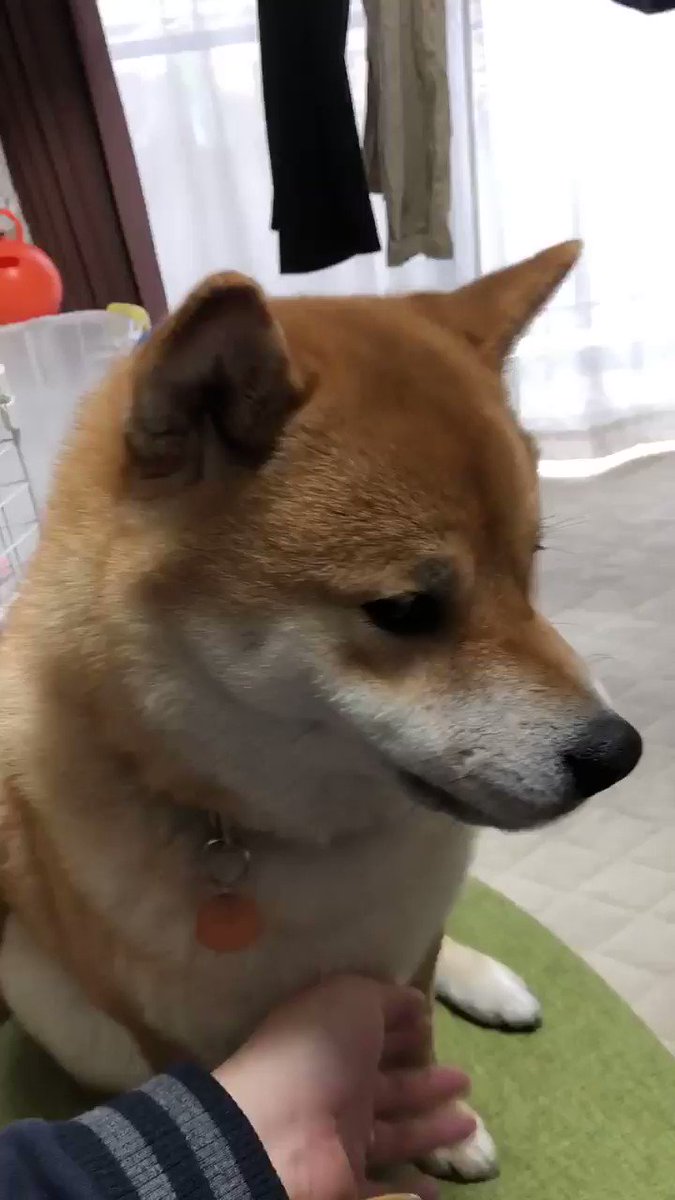 柴犬がお手した結果 多分 微笑んでいるのだと思います 嬉しすぎてですかね ガジェット通信 Getnews
