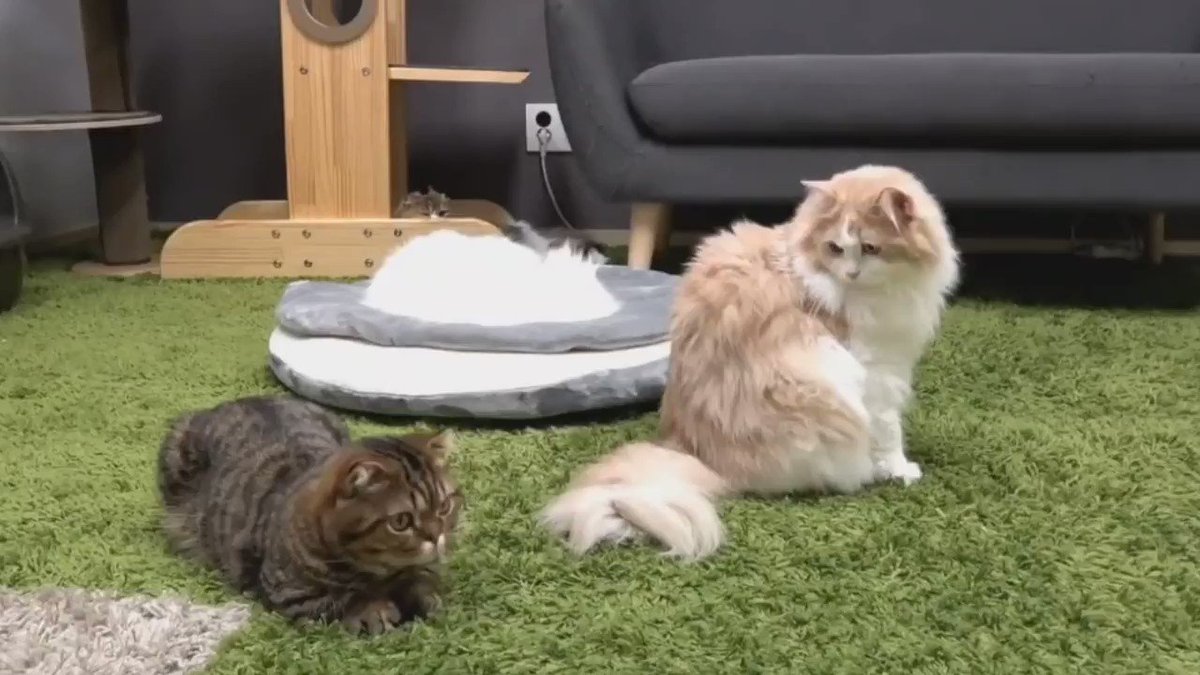 @mangoshu0719's video Tweet