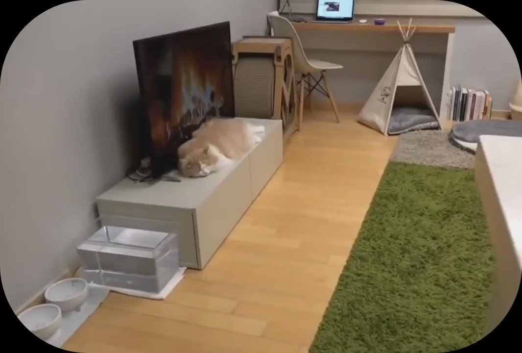 @mangoshu0719's video Tweet