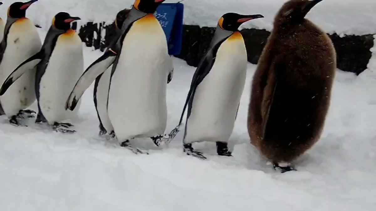 りぅ らん キングペンギンの赤ちゃん もふもふで親より大きくて可愛いですよね 良かったらこちらの動画も見てみてください りぅ らん キングペンギンの赤ちゃん もふもふで親より大きくて可愛いですよね 良かったらこちらの動画も見てみてください