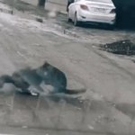 え？猫って2本足で歩けるの？驚きの瞬間を捉えた!『ビック映像』シンクロダンス？