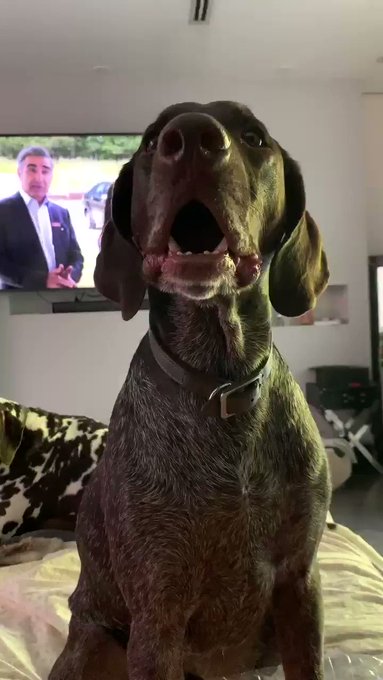 he heard me playing a video of j — 
i always try to ask him for his toy to see if he’ll go to the toy