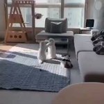 【癒し動画】猫ちゃんが2匹でダンス？可愛くてずっとみていたい!