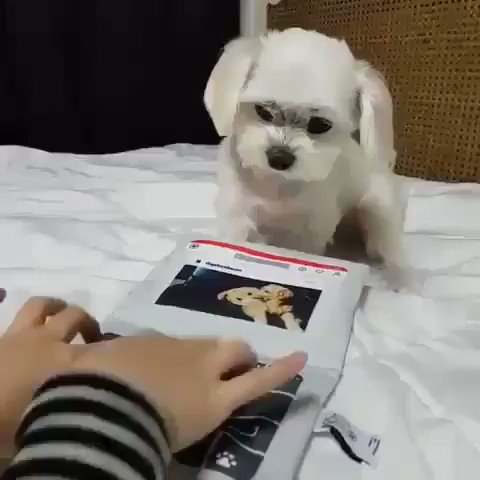犬とタイピング競争をしてみたら？驚くべき結果にwww