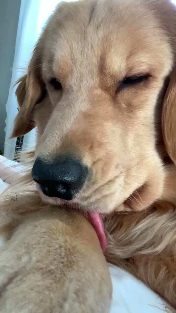 의 미디어: Am Stuck...Send HALP!!! #dogsoftwitter https://t.co/rndiJ7vS6U 의 미디어: Am Stuck...Send HALP!!! #dogsoftwitter https://t.co/rndiJ7vS6U