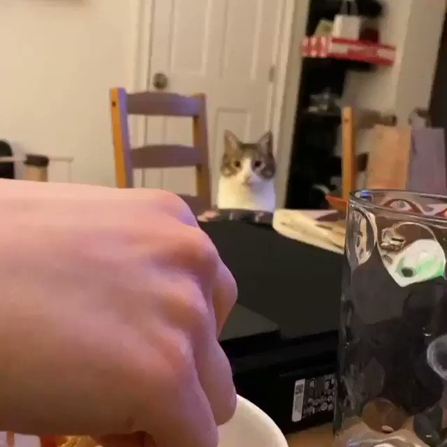 Jamie Reynolds on Twitter "cat pretends to eat everything his ow Sex Pic Hd Jamie Reynolds on Twitter "cat pretends to eat everything his ow pic