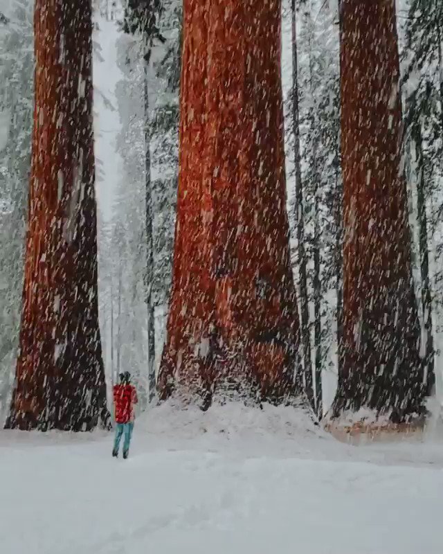 A peaceful moment in heavy snowfall at Sequoia National Park, California, captured by photographer Michael Block.
Follow Michael on IG: https://t.co/MPcs3gfaY0 https://t.co/IkVVuX0VWg