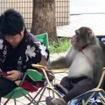 海外の人が見ると、「日本人と猿は会話ができるの⁉」と思われる動画!