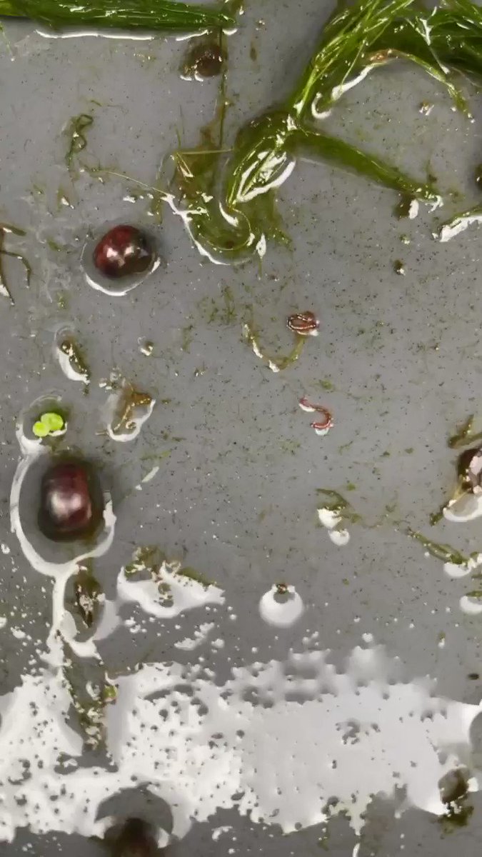 屋外ベランダ水草水槽 赤いくねくね虫これ何 ユスリカ 蚊 の幼虫だった 発生させない方法 対策を解説 メダカのエサへ しょーとかっとブログ 屋外ベランダ水草水槽 赤いくねくね虫これ何 ユスリカ 蚊 の幼虫だった 発生させない方法 対策を解説 メダカのエサへ しょーとかっとブログ