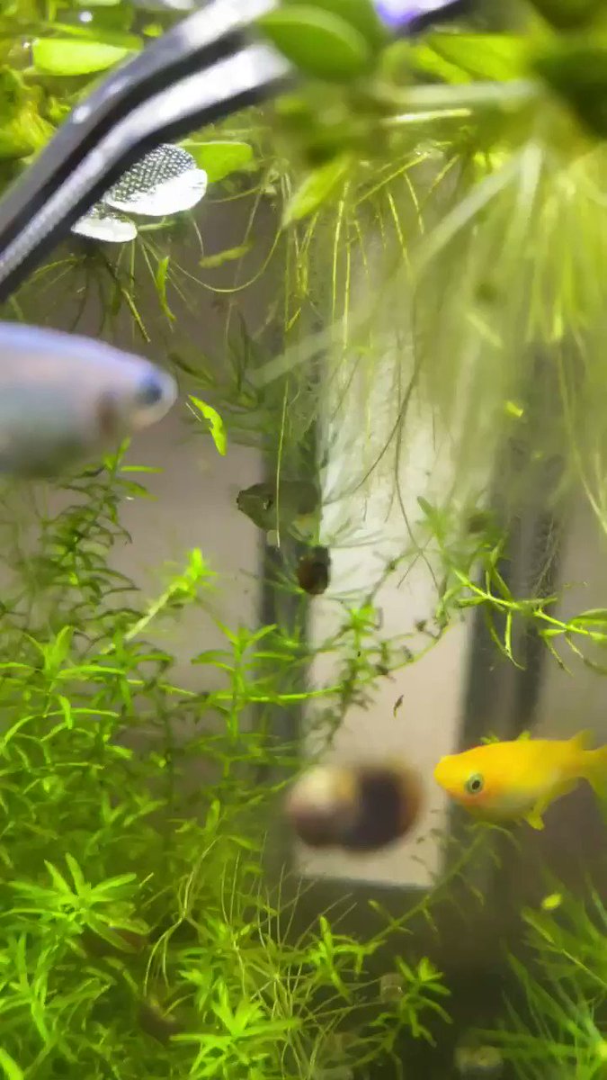 屋外ベランダ水草水槽 赤いくねくね虫これ何 ユスリカ 蚊 の幼虫だった 発生させない方法 対策を解説 メダカのエサへ しょーとかっとブログ