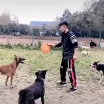 飼い主との連携プレーがかっこいい犬!身体能力が凄すぎる