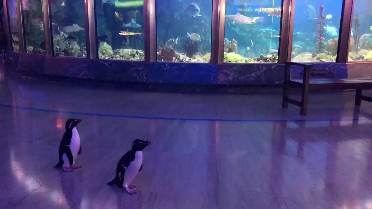 The adventure continues! π§π§
This morning, Edward and Annie explored Sheddβs rotunda. They are a bonded pair of rockhopper penguins, which means they are together for nesting season. Springtime is nesting season for penguins at Shedd, and this year is no different! (1/3) π https://t.co/VdxN3oQAfe