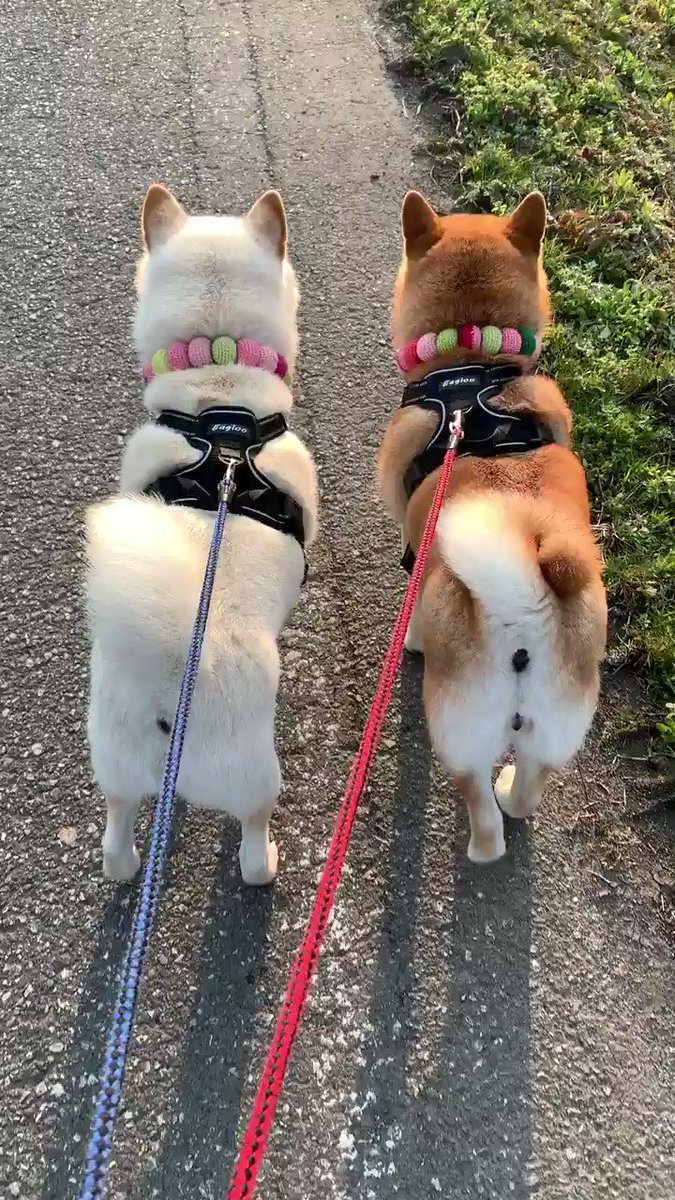 柴犬が仲良く散歩に出発する動画 可愛く並んでお尻フリフリ ダブル柴ケツ ガジェット通信 Getnews 柴犬が仲良く散歩に出発する動画 可愛く並んでお尻フリフリ ダブル柴ケツ ガジェット通信 Getnews