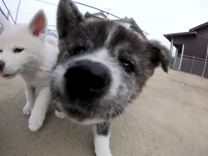 犬子のtwitterイラスト検索結果 古い順