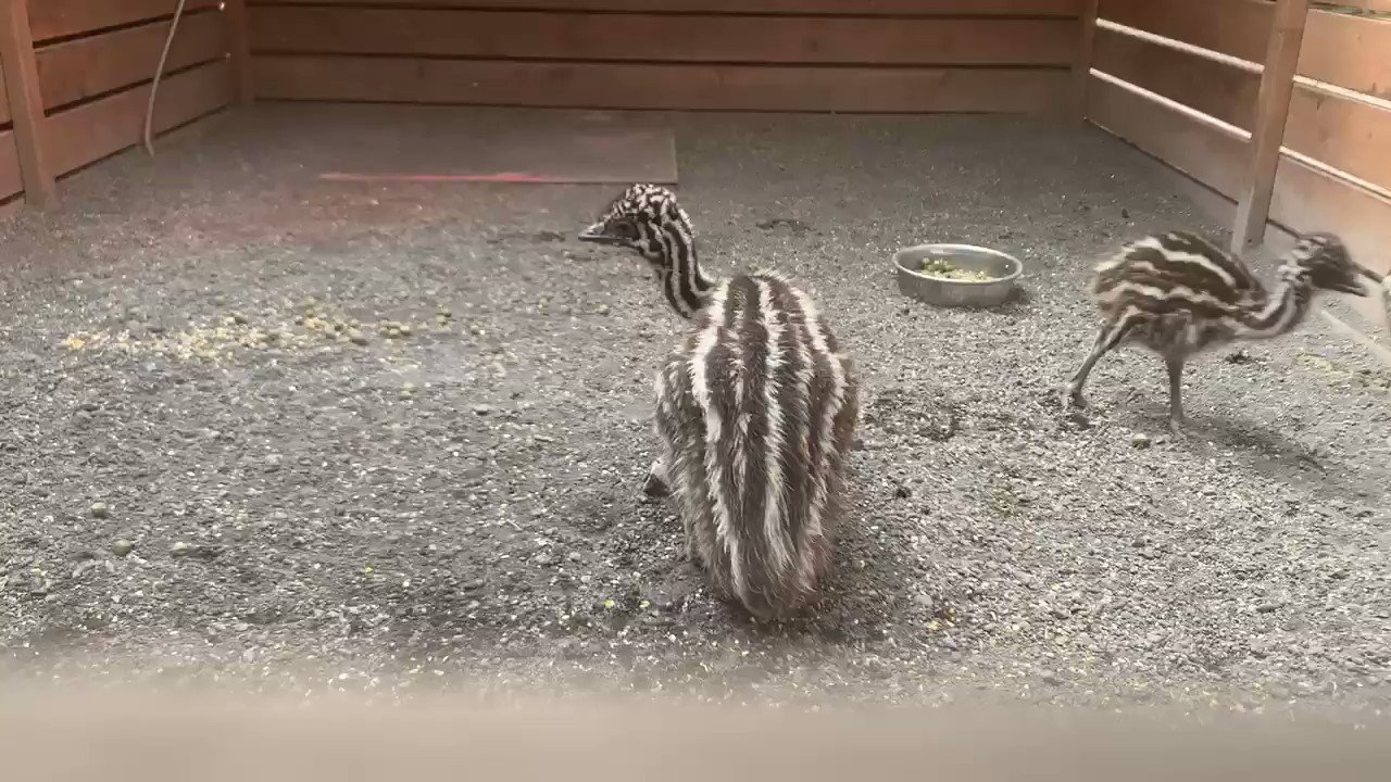 盗撮 幼稚園 エミューの幼稚園🐥 盗撮がバレた（・_│📷  ヒナちゃんの生活を撮りたかっただけで、いやらしい気持ちはありません…👮🏻🚓💨 スマホを使って、板と板の隙間から覗きました…👁 #富士花鳥園  #動物の赤ちゃん #ヒナ #コロナばっかりで気が滅入るから ...