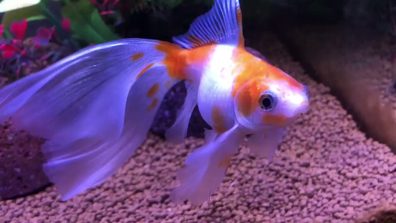 金魚王子 これはベタではありません ベタのデルタテールではありません 金魚 ブリストル朱文金の尾びれ でも朱文金ではありません 羽衣のような尾びれがきれい 金魚王子 金魚好きさんと繋がりたい ブリストル 金魚王子 これはベタではありません ベタのデルタテールではありません 金魚 ブリストル朱文金の尾びれ でも朱文金ではありません 羽衣のような尾びれがきれい 金魚王子 金魚好きさんと繋がりたい ブリストル