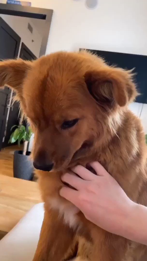Kevin P. Johnson (@OkayJoJay) on Twitter photo 20/03/2020 23:49:04 my new wfh coworker is so needy, I can’t get anything done 🙄 my new wfh coworker is so needy, I can’t get anything done 🙄