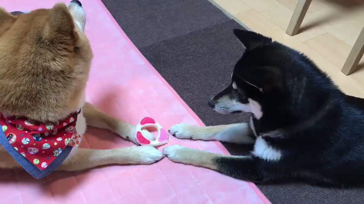動物系 Min T ミント