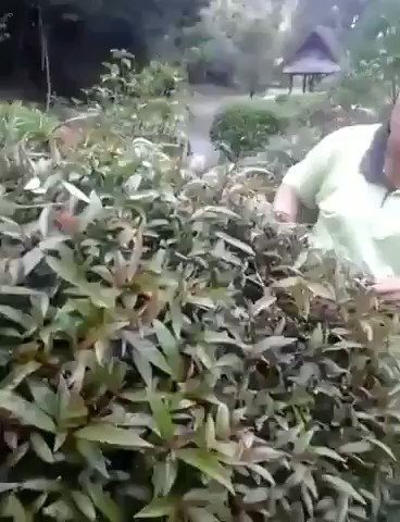 Embedded video