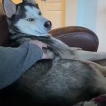 【イケメン】ツンデレすぎるシベリアンハスキーが、カワイイ!