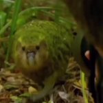 警戒心も飛行能力も薄れてしまった陸生オウム!絶滅寸前のカカポ!
