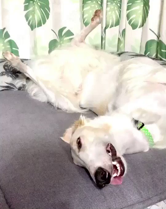 ボルゾイのtwitterイラスト検索結果 古い順