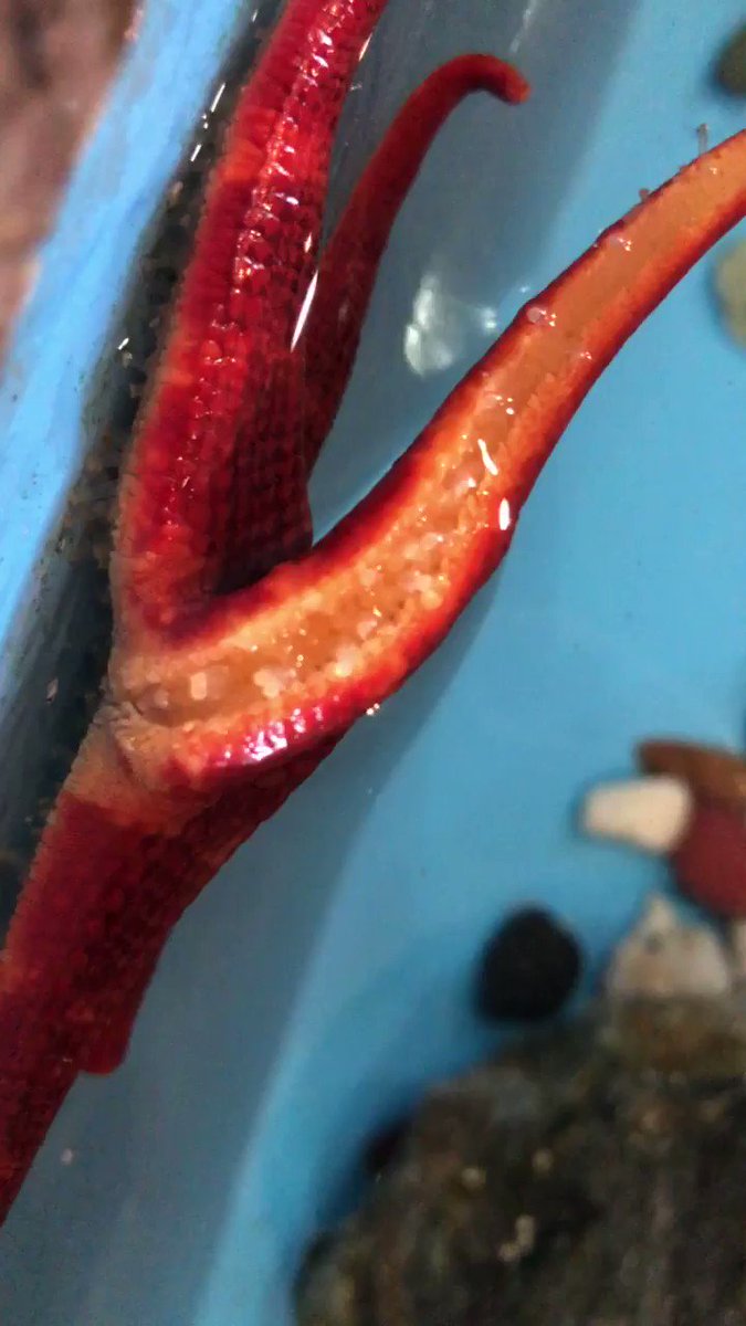 けんとろ ヒトデの触手が気持ち悪いのか気持ち良いのか分からなくなる ヒトデ 触手 グロ 海洋生物 ペンギン水族館 けんとろ ヒトデの触手が気持ち悪いのか気持ち良いのか分からなくなる ヒトデ 触手 グロ 海洋生物 ペンギン水族館