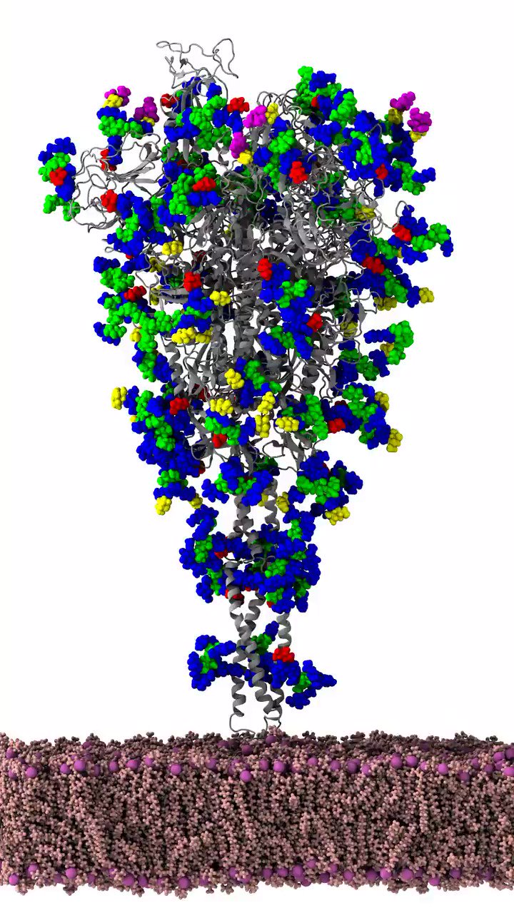 Rommie Amaro on Twitter: "Full length SARS-CoV-2 spike protein with glycans  running in MD shows vastly altered accessibility for small molecules and  antibodies (aka #glycotime for the #COVID19 #demogorgon) @LCasalino88  (movie) @zied_gaieb @