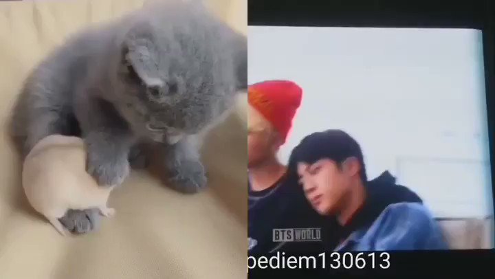 's Media: RT @jinsfolder: the hamster just wants to cuddle and be clingy w the kitten😔🥺 https://t.co/GYlP3p 's Media: RT @jinsfolder: the hamster just wants to cuddle and be clingy w the kitten😔🥺 https://t.co/GYlP3p