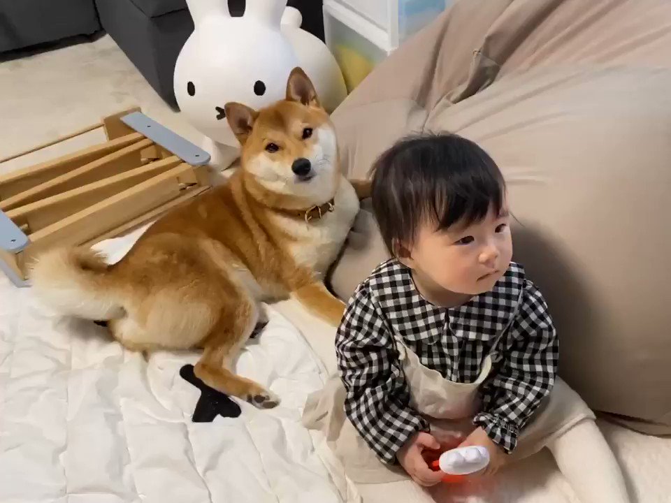 柴犬りんご郎 Eテレに夢中の子供達