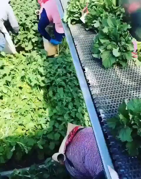 Video insertado