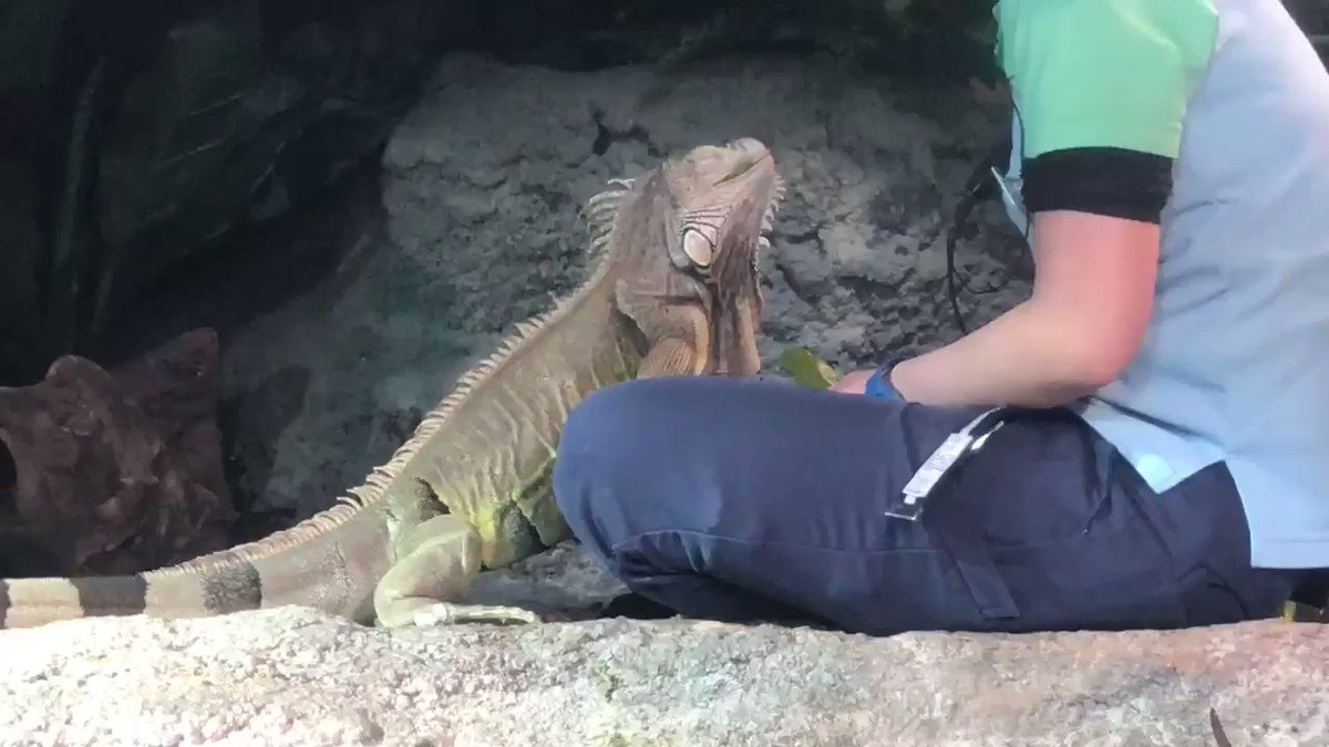 イグアナのいる動物園水族館は 飼育展示施設とイグアナ情報まとめ アリエスコム Ariescom