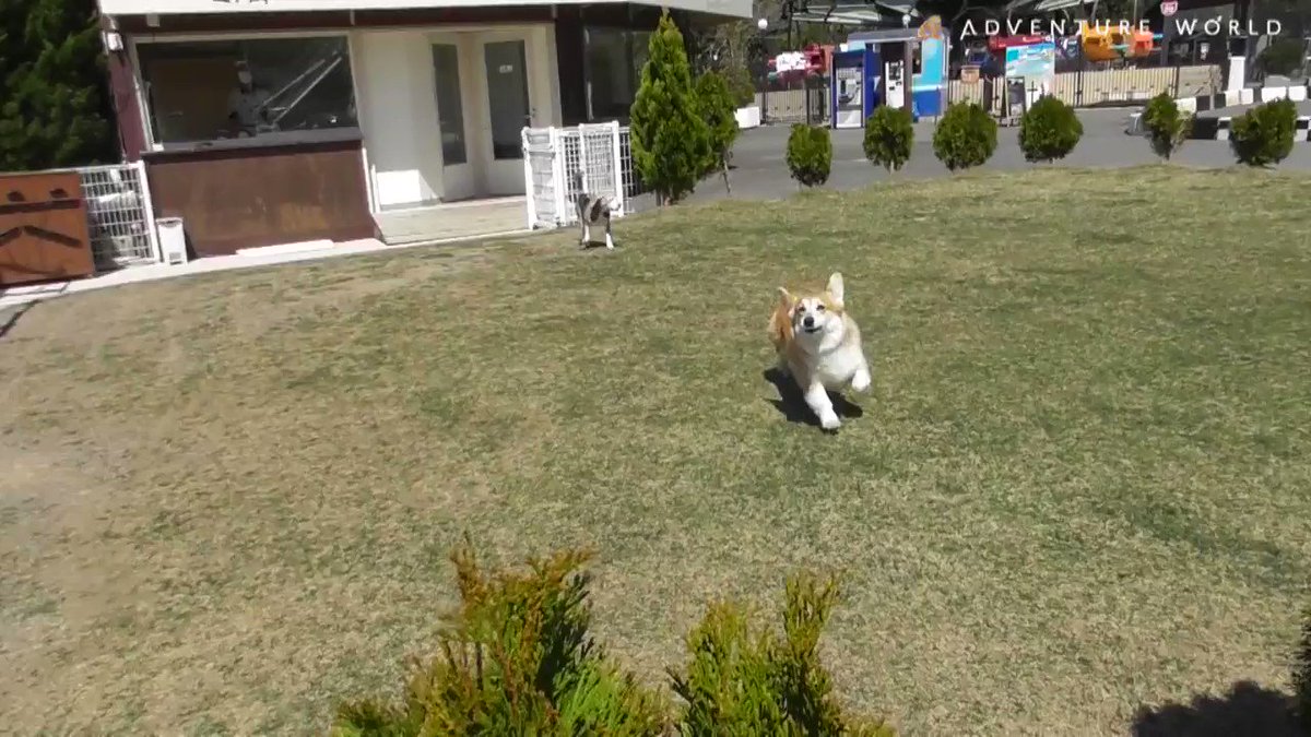 アドベンチャーワールド 公式 芝生の上で勢いよくごろごろ とした後は まったりとお昼寝の時間へ アドベンチャーワールド 一部営業再開 犬 お昼寝 コーギーのおしり 休園中の動物園水族館 休園中のテーマパーク