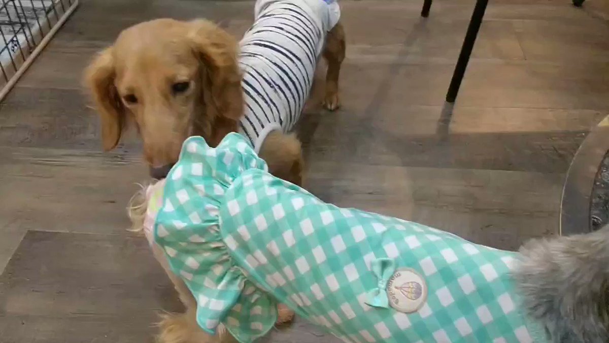 大阪 エリア別 保護犬カフェ おすすめ6選 保護犬 保護猫の里親探しならワンニャイフ