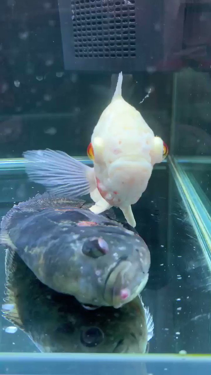 ムン介 Oscar 黒が飛び出して蘇生中に白が見守ってくれてる あれ 魚ってこんな 目から汗が ムン介 Oscar 黒が飛び出して蘇生中に白が見守ってくれてる あれ 魚ってこんな 目から汗が